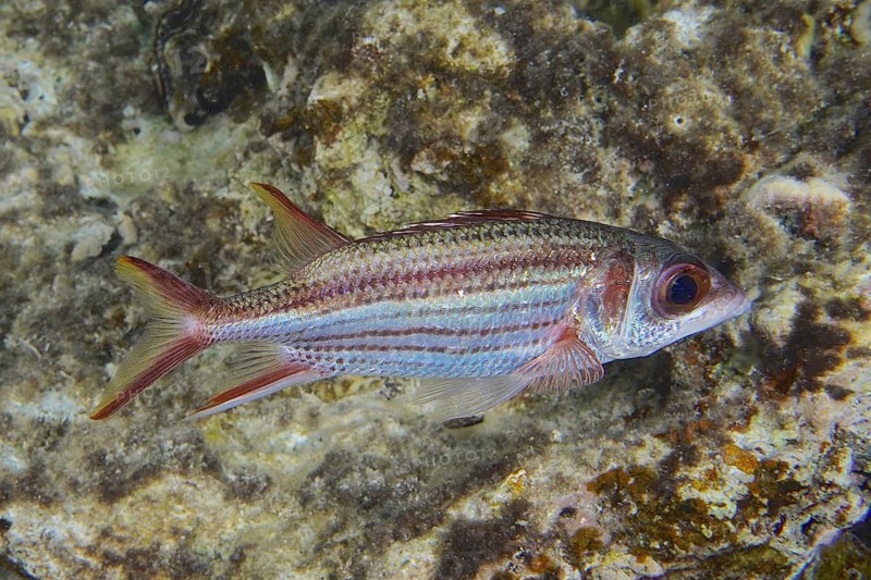 Blood spotted hussar (Neoniphon sammara)