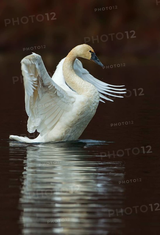Tundra Swan (Cygnus columbianus)