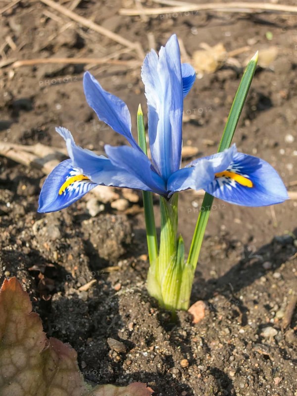 Iris blooming in the botanical garden in spring