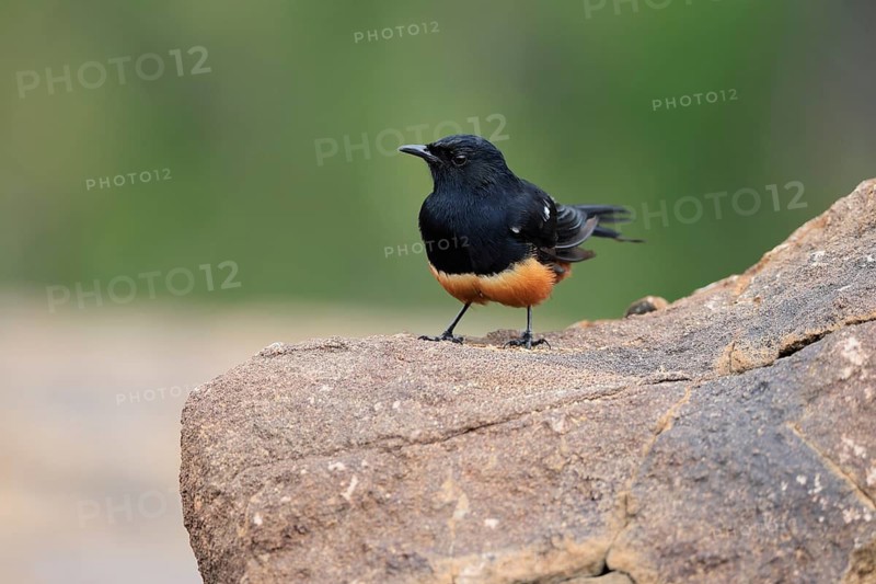 Red-bellied Wheatear (Thamnolaea cinnamomeiventris), adult, male, on the ground, foraging, Mountain Zebra National Park, Eastern Cape, South Africa