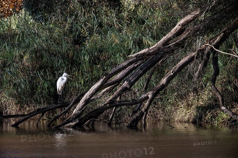 Great White Egret (Ardea alba), Emsland, Lower Saxony, Germany