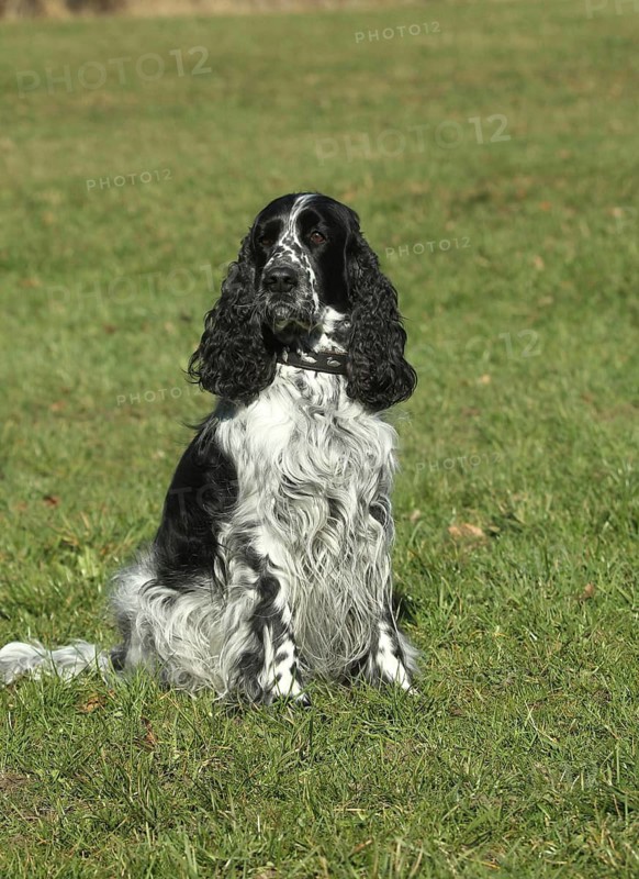 Hunting dog, English Springer Spaniel, female, black and white, Allgäu, Bavaria, Germany