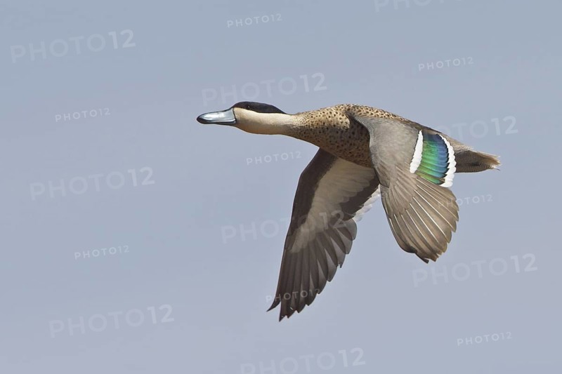 Puna Teal (Anas puna) in flight in Bolivia, South America