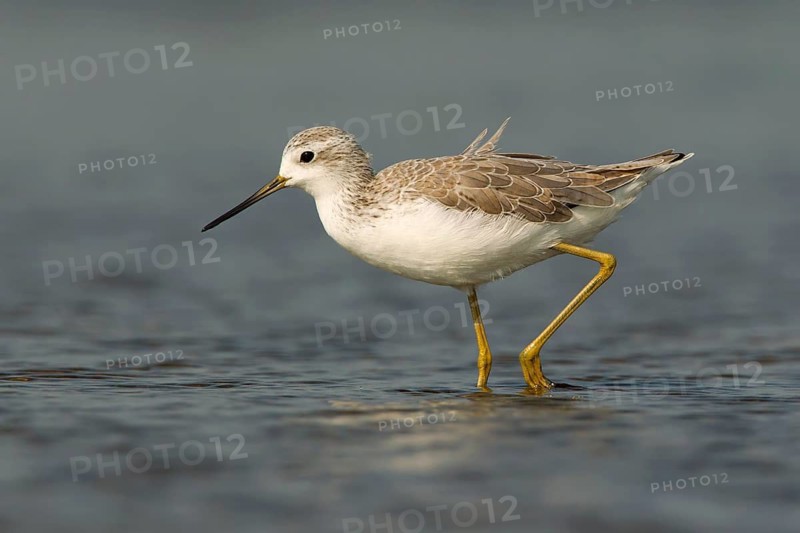 Marsh Sandpiper (Tringa stagnatilis) foraging, Phetchaburi, Thailand