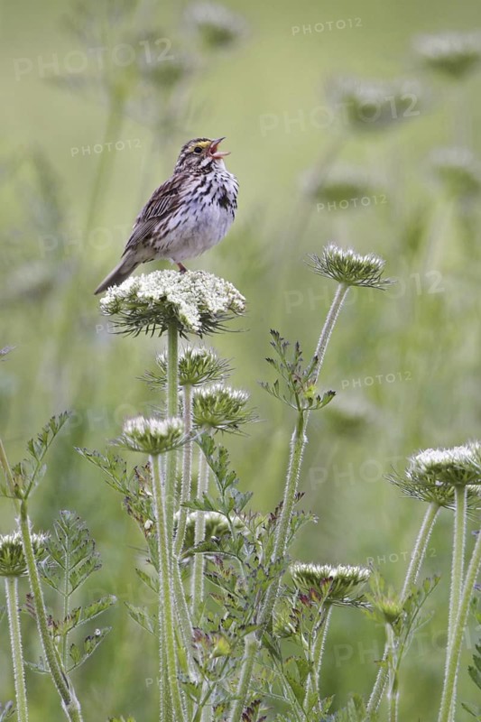 Savannah Sparrow (Passerculus sandwichensis) singing, Manitoba, Canada
