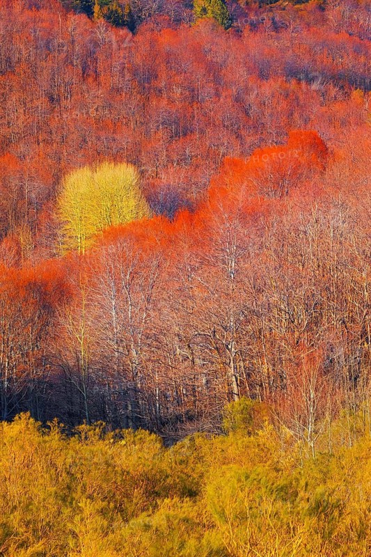 Etna National Park forest, Etna, Sicily, Italy