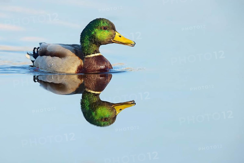 Mallard, (Anas platyrhynchos), drake, male, swims, waters, animals, birds, duck birds, ducks, NSG Wagbachniederung, Baden-Württemberg, Germany