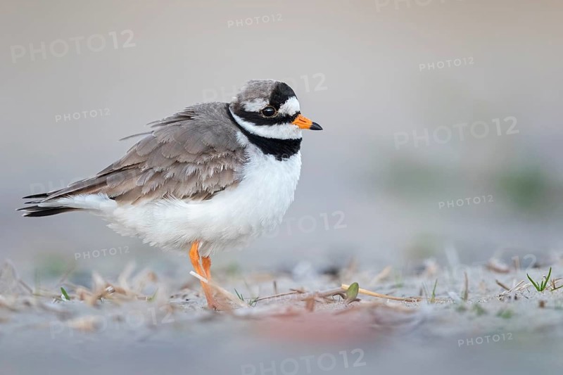 Common Ringed Plover (Charadrius hiaticula), Texel, Netherlands