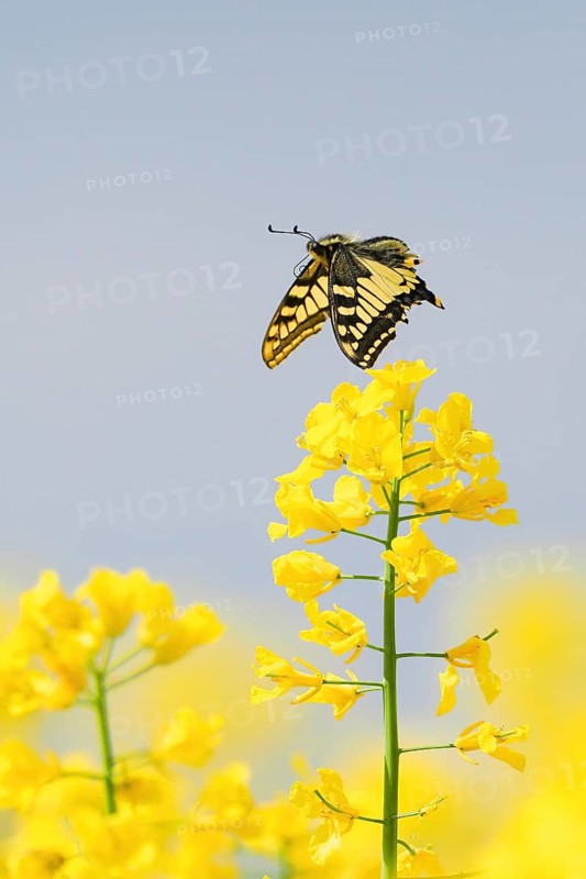 A swallowtail (Papilio machaon) flies over a rape blossom under a blue sky, Hesse, Germany