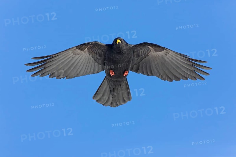 Alpendohle, Alpine Chough, Yellow-billed Chough, Pyrrhocorax graculus, Chocard à bec jaune, Chova Piquigualda