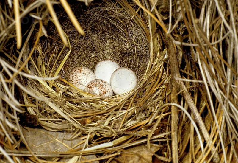 Painted Redstart Myioborus pictus Garden Canyon, Huachuca Mts., ARIZONA, USA April Nest & eggs. Parilidae