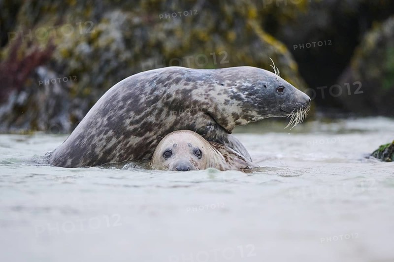 Grey seal (Halichoerus grypus) playing with each other in the water, sea, Düne, Helgoland, Schleswig-Holstein, Germany