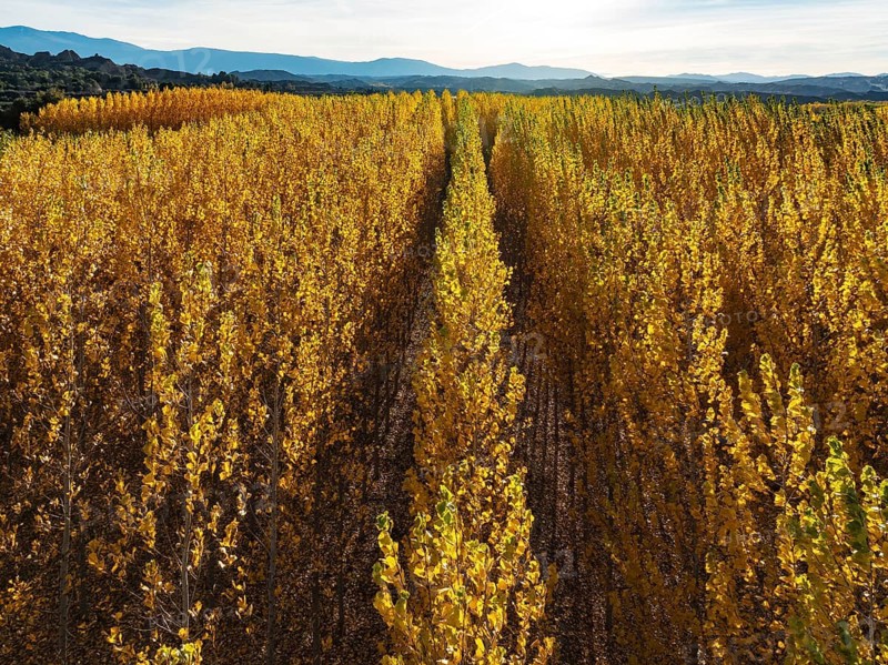 European Aspen (Populus tremula) in autumnal colours. Cultivated for timber. Aerial view. Drone shot. Granada province, Andalusia, Spain