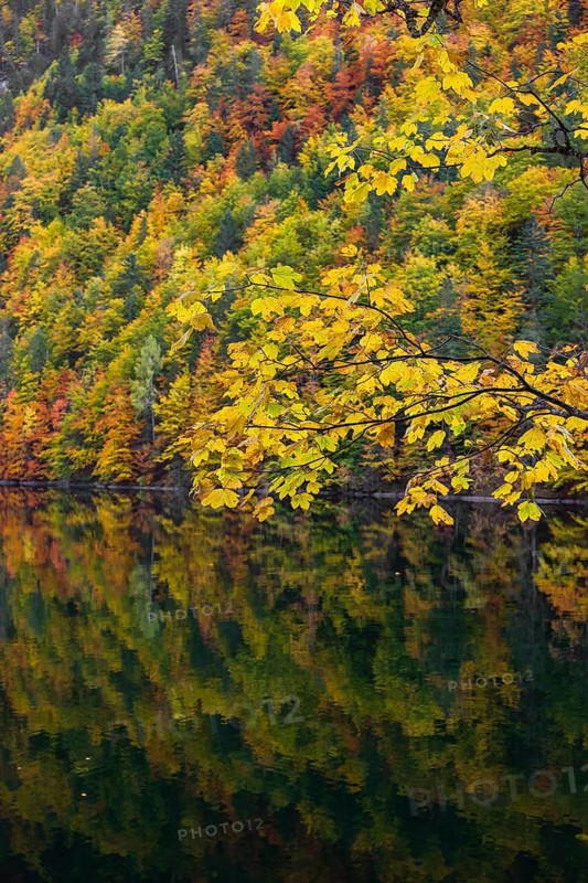 Lake Toplitz, forest in full autumn colors, Austria