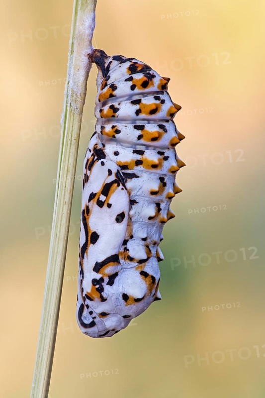 Die Puppe des Roter Scheckenfalter (Melitaea didyma)