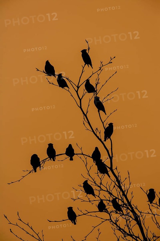 Bohemian waxwing (Bombycilla garrulus) adult birds perched in a tree silhouette at sunset, Norfolk, England, United Kingdom