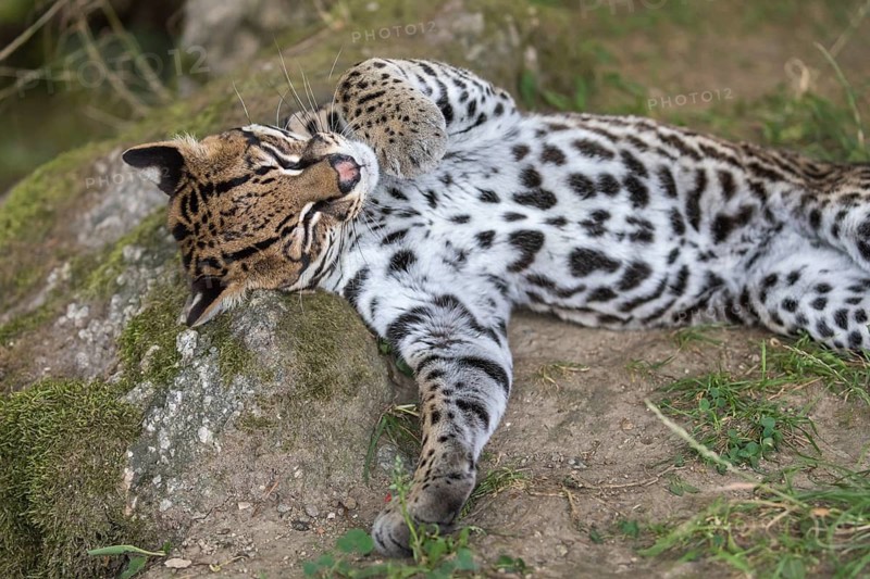 One female Ocelot, Leopardus pardalis, lying on a rock with some green vegetation