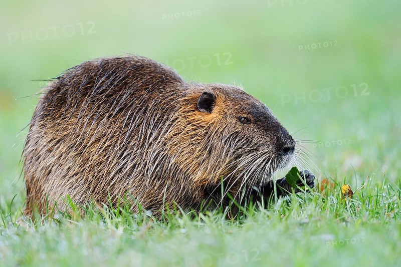 A nutria, beaver rat or swamp beaver (Myocastor coypus) is sitting on the bank eating, North Rhine-Westphalia, Germany, an invasive species in Europe