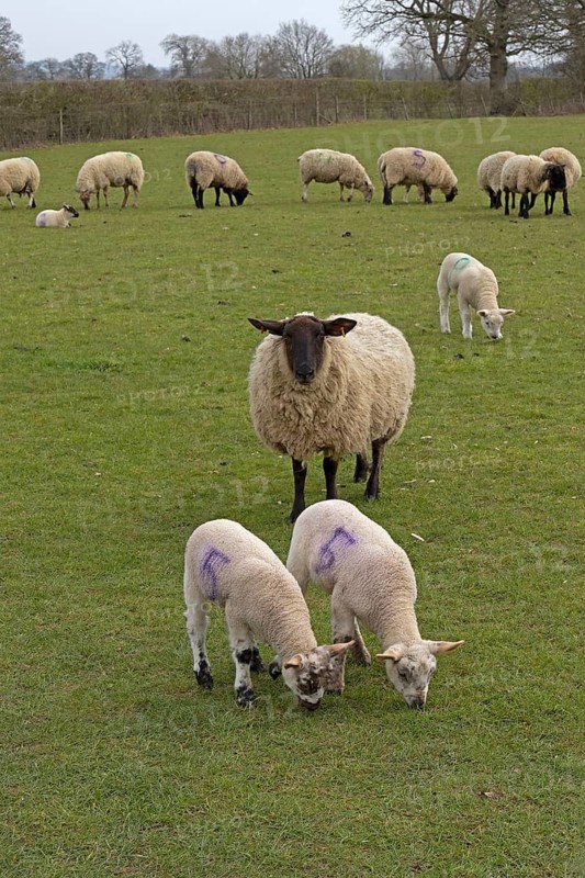 Sheep, lambs, sheep pasture, public footpath, Moreton-in-Marsh, Cotswolds, England, Great Britain