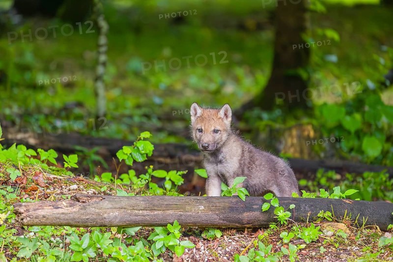 A gray wolf pup (Canis lupus lupus) stands at the edge of a forest on a rainy day