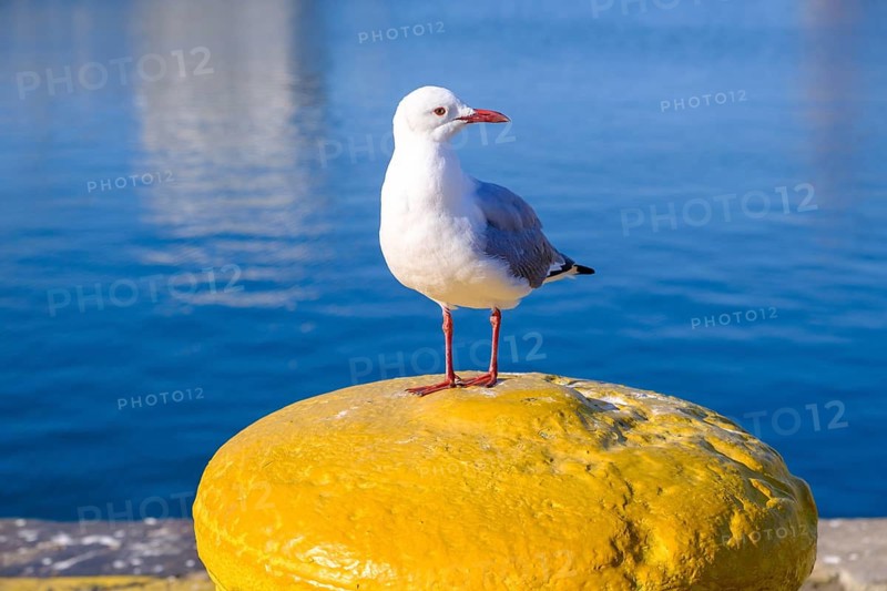 Seagull at the harbour, on a yellow bollard, Victoria & Alfred Waterfront, Cape Town, Cape Town, Western Cape, South Africa