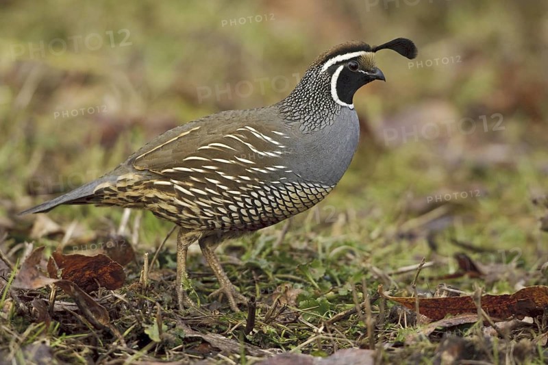 California Quail (Callipepla californica) male, British Columbia, Canada