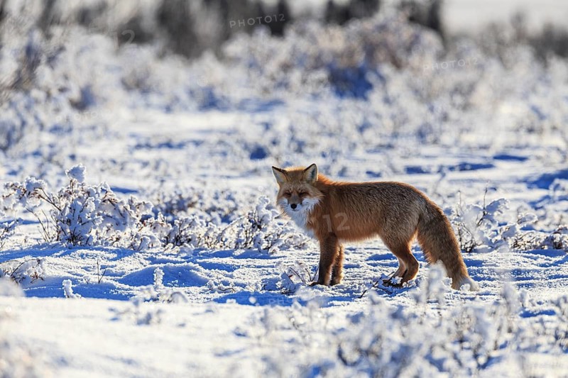 Red fox (Vulpes vulpes), fox, standing in the snow, winter, cold, backlight, Dempster Highway, Yukon, Canada