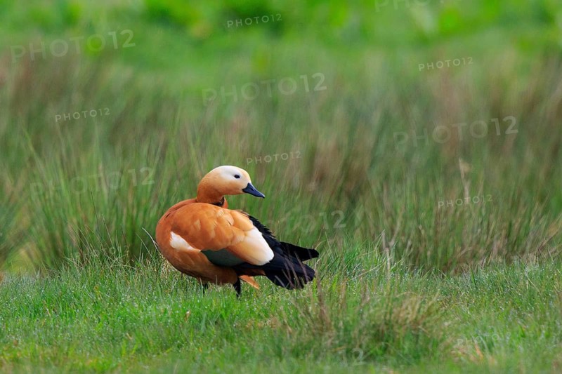 Ruddy Shelduck (Tadorna ferruginea), North Rhine-Westphalia, Germany