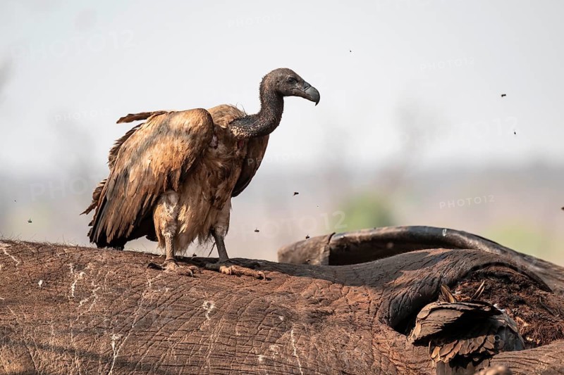 White-backed vulture (Gyps africanus), vulture feeding on the carcass of an elephant, Ihaha, Chobe National Park, Botswana