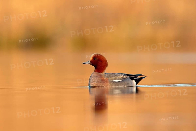 Smient in eerste zonlicht, Eurasian Wigeon in first winter sunlight