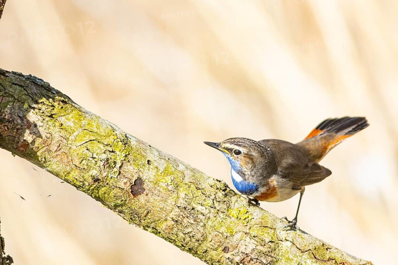 Bluethroat (Luscinia svecica cyanecula) ml Germany