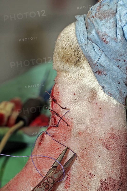 Removal of a skin tumour in a dog, skin tumour, vet, wound is sutured