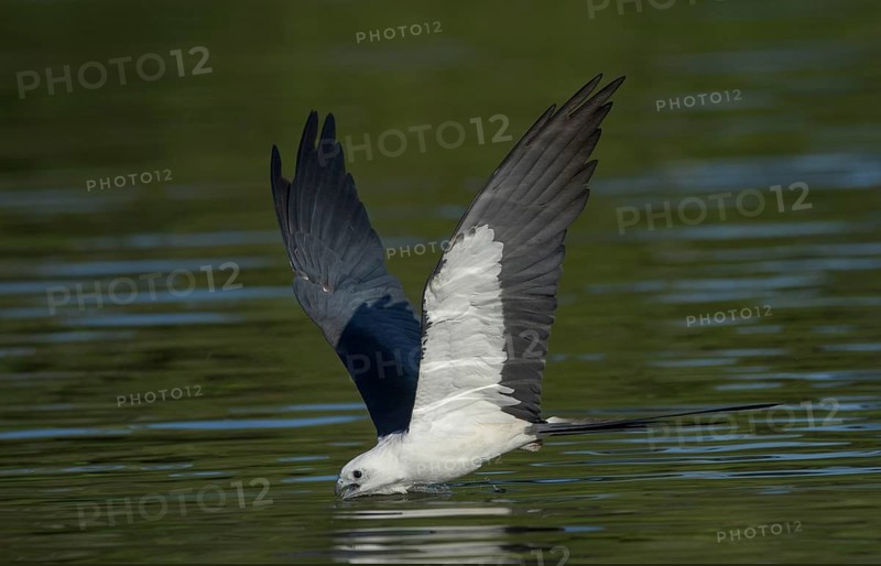 Swallow-tailed Kite (Elanoides forficatus) drinking in flight, Florida, USA