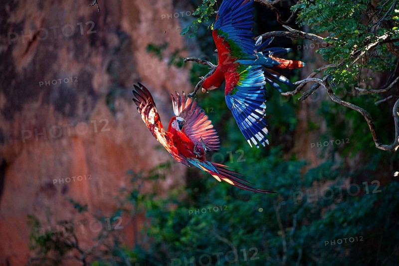 Red-and-green macaw (Ara chloropterus) Buraco das Araras Brazil