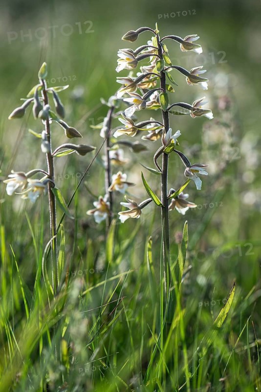 Marsh Helleborine (Epipactis palustris), Emsland, Lower Saxony, Germany