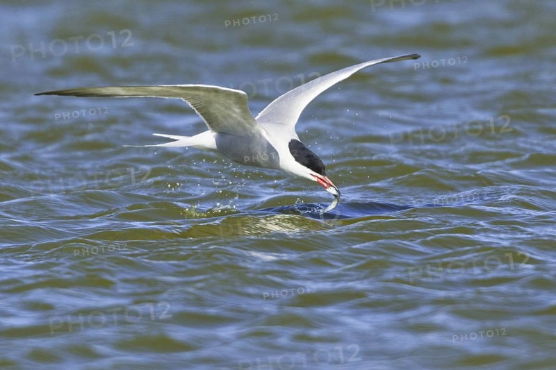 Common Tern (Sterna hirundo) flying, Texel, Netherlands