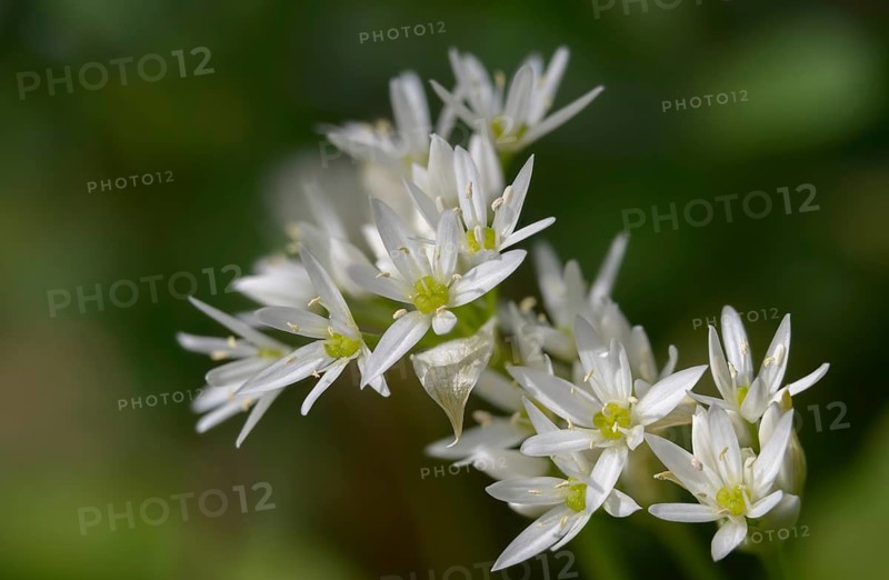 Alliaceae, Allium ursinum, wild garlic, witch onions, garlic spinach, leeks, ramsen garlic, wild herre, wild garlic, gypsy garlic, broad-leaved garlic, buckrams, flora, spring, plants, Ramsons, spring, wild garlic