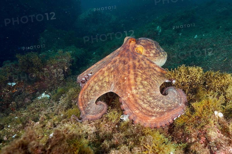 An octopus with outstretched tentacles, Common Octopus (Octopus vulgaris), moving across the seabed, dive site Cap de Creus Marine Reserve, Rosas, Costa Brava, Spain, Mediterranean Sea