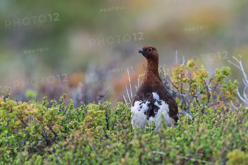 Willow ptarmigan (Lagopus lagopus), in summer plumage, Northern Norway, Norway