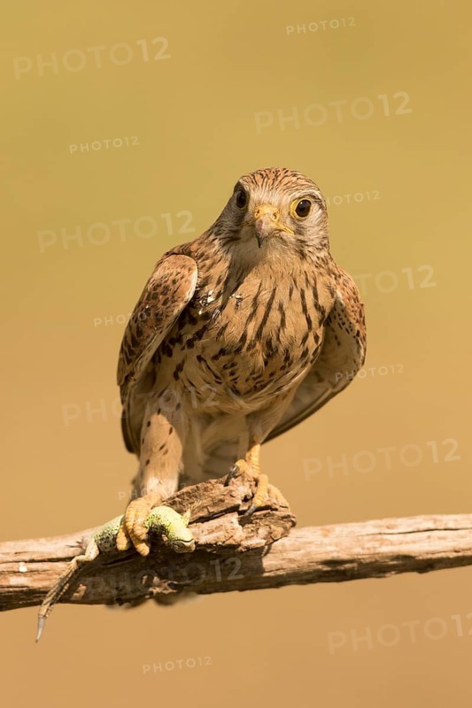 Common Kestrel (Falco tinnunculus) female perched on a branch with captured lizard, Serbia