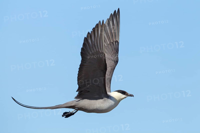 Long-tailed Jaeger (Stercorarius longicaudus) flying, Finnmark, Norway