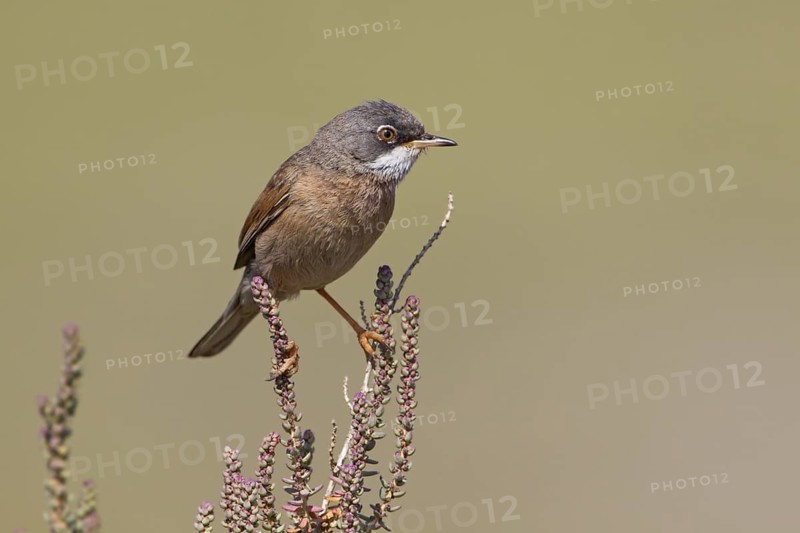 Spectacled Warbler (Sylvia conspicillata) male, Larnaka, Cyprus