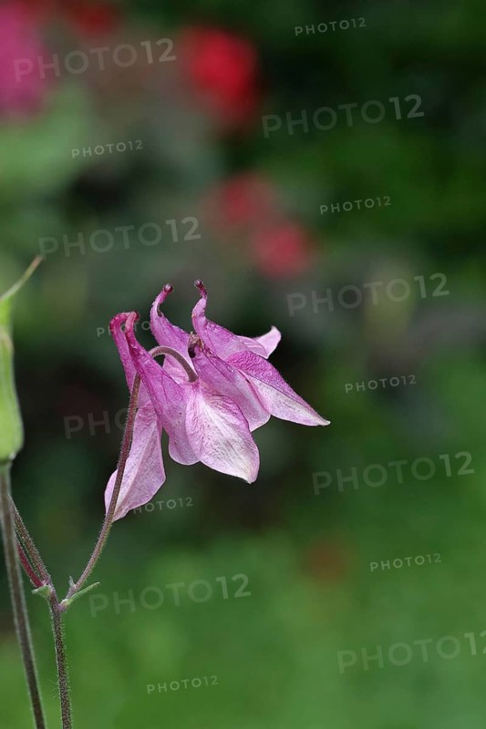 Common columbine (Aquilegia vulgaris), pink flower at the edge of the wood, in spring, Wilnsdorf, North Rhine-Westphalia, Germany