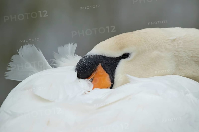 Mute swan (Cygnus olor) adult bird head portrait, England, United Kingdom