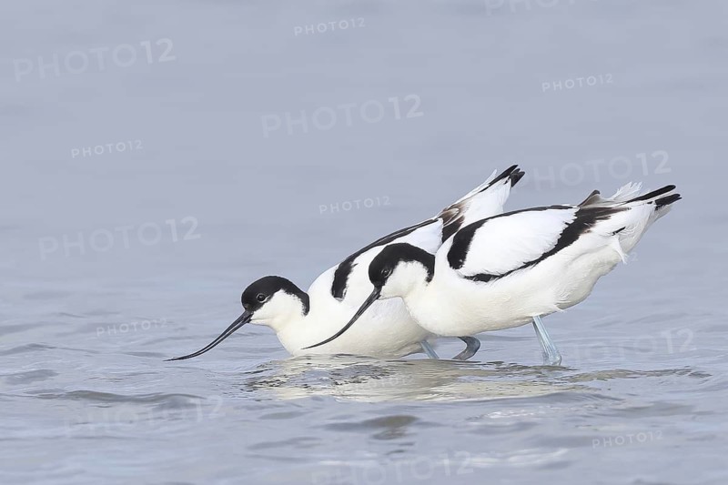 Avocet (Recurvirostra avosetta), two adult waders mating in shallow water of the Baltic Sea, wildlife, nature photography, Baltic Sea, Baltic Sea island Fehmarn, East Holstein, Schleswig-Holstein, Germany