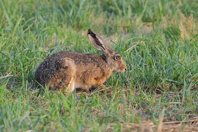 European hare (Lepus europaeus) sitting in a meadow, North Rhine-Westphalia, Germany