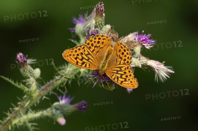 Silver-washed fritillary butterfly (Argynnis paphia) adult insect feeding on a marsh thistle flower in summer, England, United Kingdom
