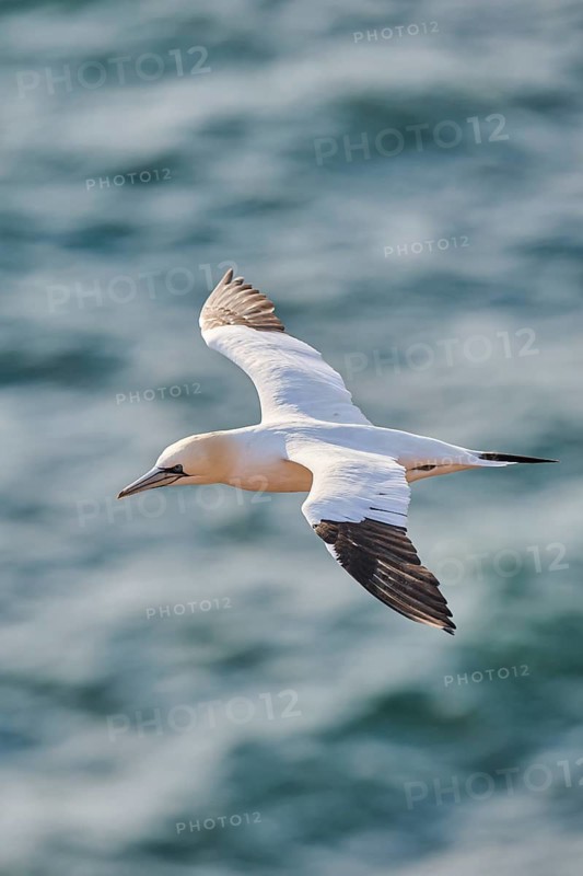 Northern gannet (Morus bassanus) flying over the sea, wildlife, Helgoland, Germany