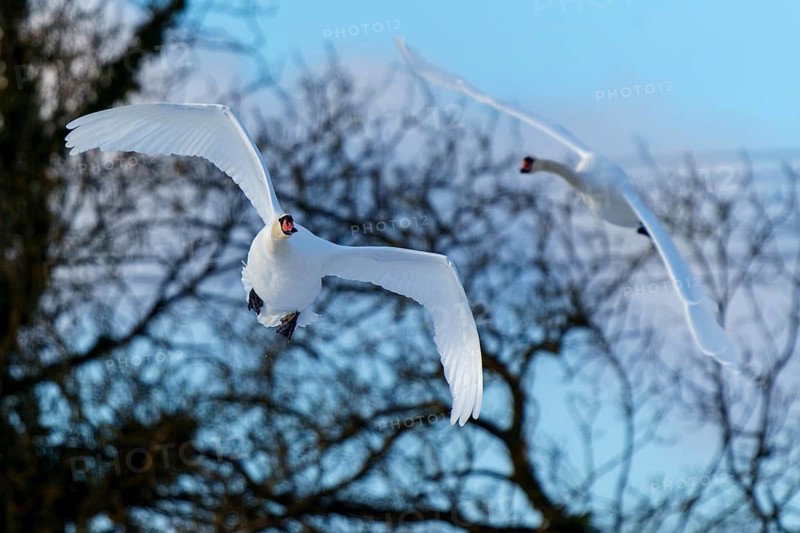 Mute swan (Cygnus olor), wildlife, Germany, Two swans fly with outstretched wings across a blue winter sky