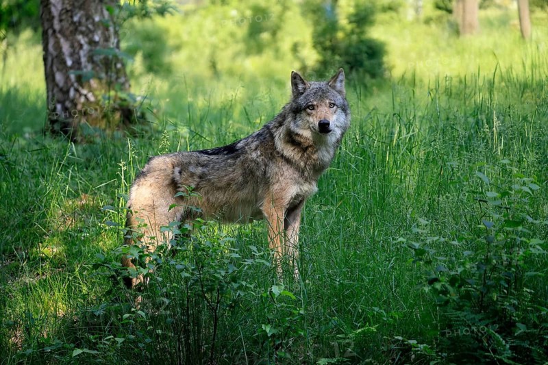 Wolf (Canis lupus), adult, in the forest, alert, Hesse, Germany
